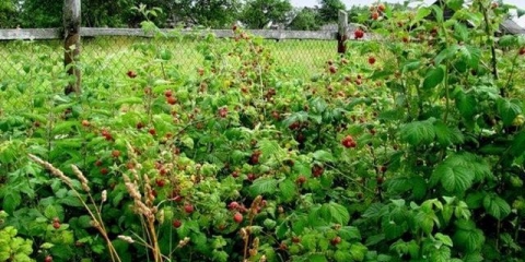 Kako se zauvijek riješiti malina na tom području